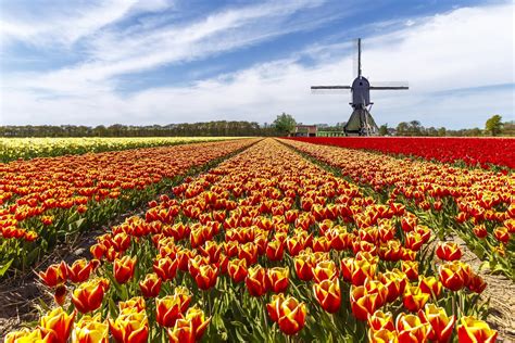 tulip festival washington 2024 dates